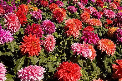 分析师担心《GTA6》会对游戏市场造成破坏性影响